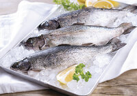 4 frische Forellen (4x 300-450g)