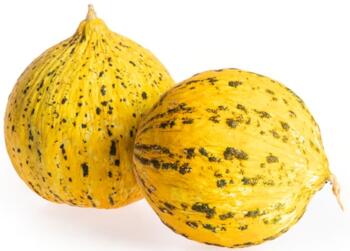Honigmelone Galia