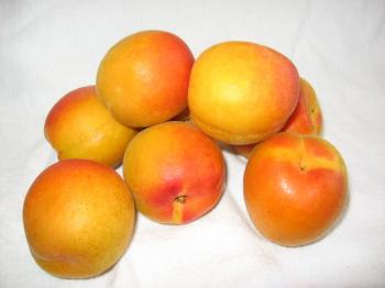 Aprikosen