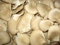 Austernpilze Trauben