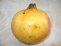 Granatapfel