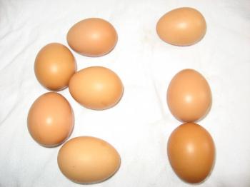 10 Eier L/M